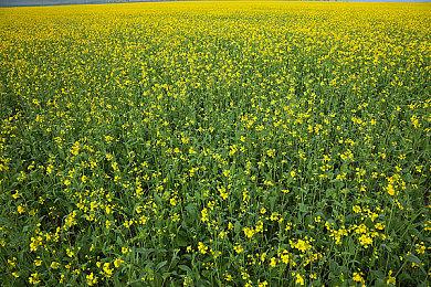 《光环：无限》Forge模式全新实机片段曝光